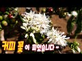 Ep 208 팍송은 이른 봄이 왔네요 | 커피나무 꽃