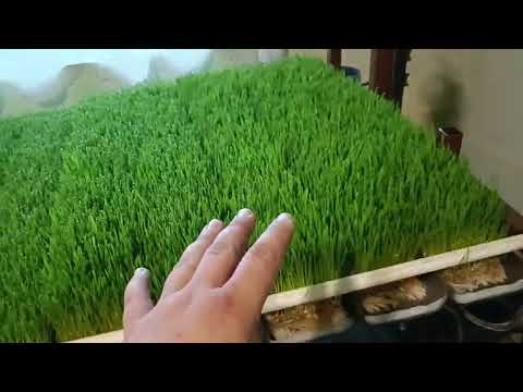 Hydroponické krmení -