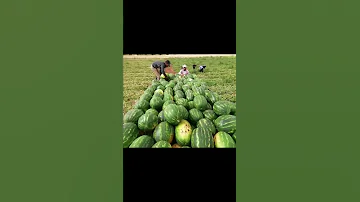 سوريا درعا داعل 