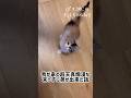 末っ子だった猫に弟が出来たらこうなりました #shorts #子猫 #猫動画