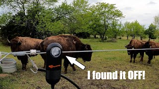 The Bison fence was OFF...