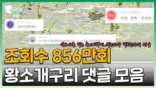 황소개구리 영상이 조회수 856만회? l 영상보다 더 흥미진진한 댓글들 l 영상 댓글 모음집