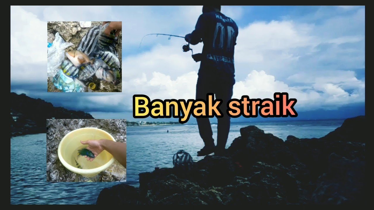 Umpan jitu buat mancing pinggiran 👍👍
