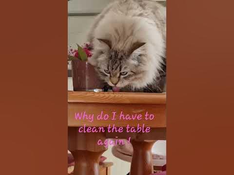 cat-cleaner - YouTube