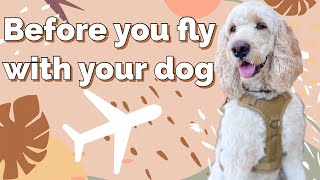 Prep for Flying with Service Dog by Dallas The Service Doodle 5,082 views 1 year ago 10 minutes