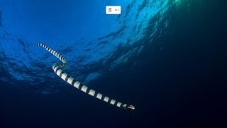 The Incredible Banded Sea Krait Snake