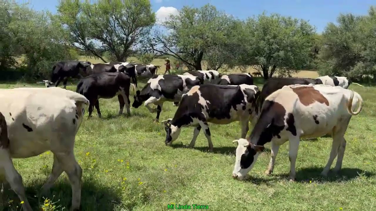 QUE BONITO ES CUIDAR LAS VACAS  Y MAS CUANDO AY MUY BUEN PASTO 🐂🇲🇽😉