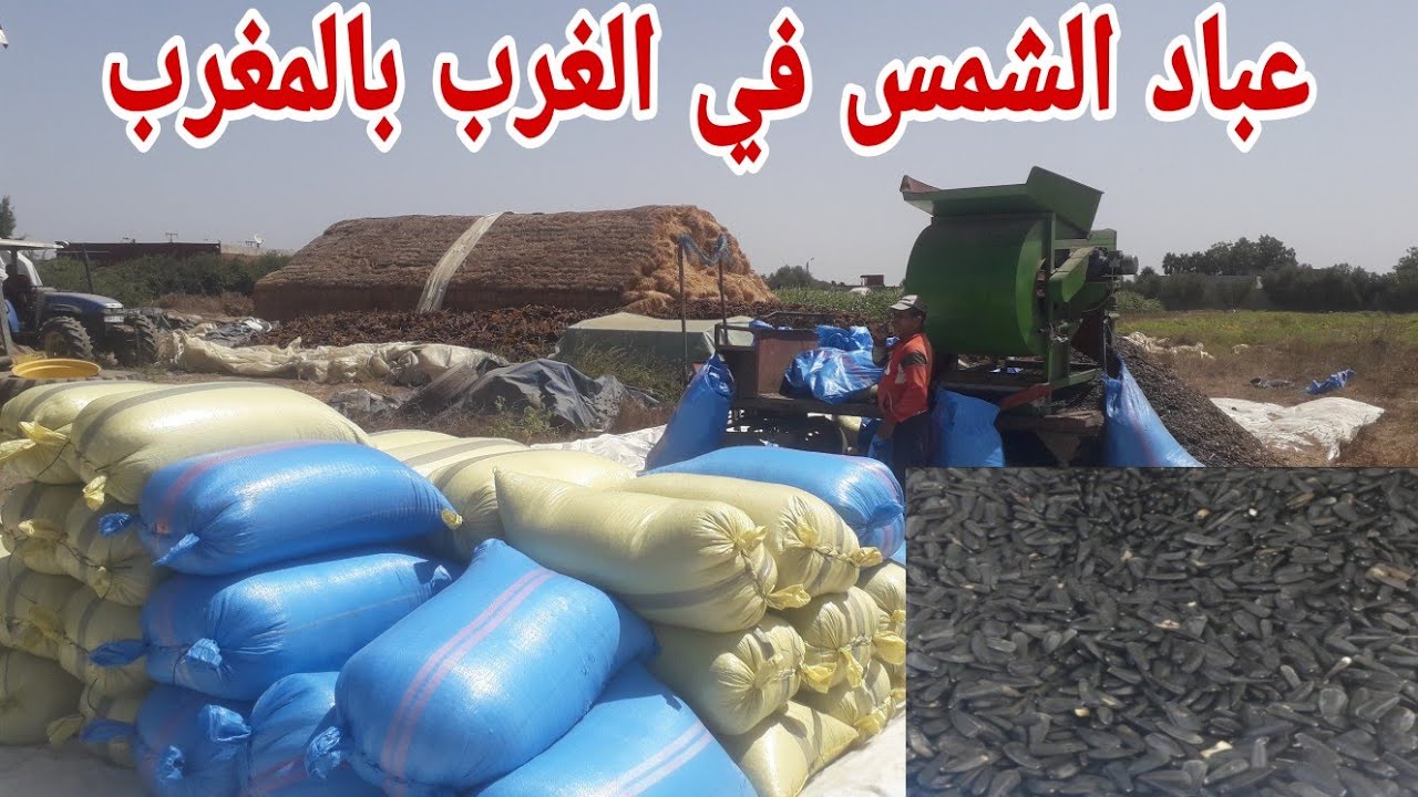 إزالة العبار والاوساخ من عباد الشمس بالالةفي الغرب بالمغرب 🌻🇲🇦 2023 sunflower