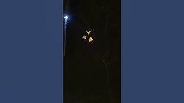 Garrett Pro Pointer II in Action