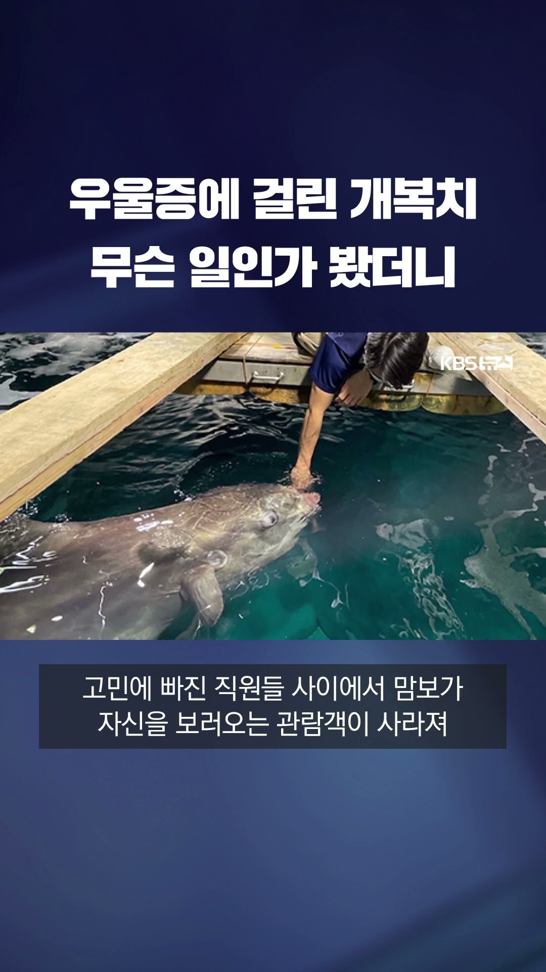 우울증에 걸린 개복치...무슨 일인가 봤더니 #shorts / KBS