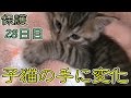 【第29話】子猫の手が変化&お部屋の改築工事(面白い&可愛い子猫)