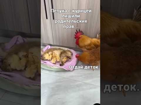 #Shorts Все в шоке,вот так бывает.