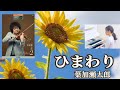 ひまわり/葉加瀬太郎　エレクトーン演奏