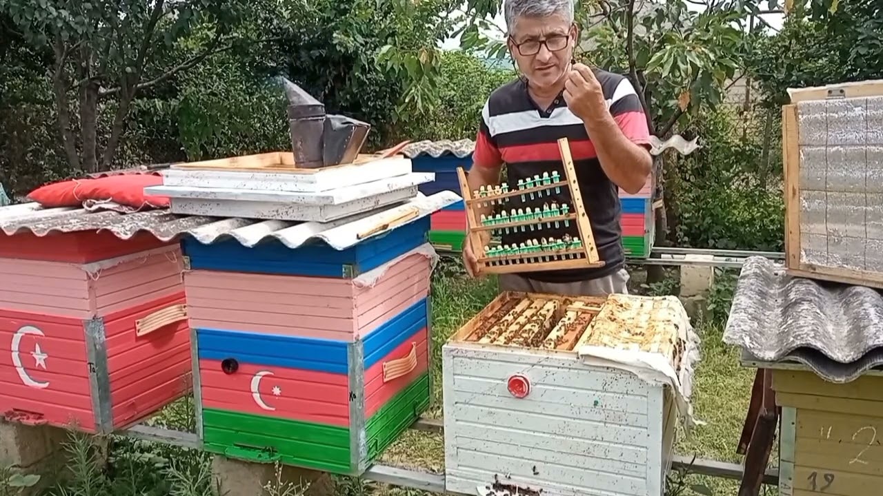 Arı südü necə yığmaq olar? 2