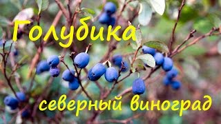 Северный виноград - голубика. Северный виноград - голубика.
