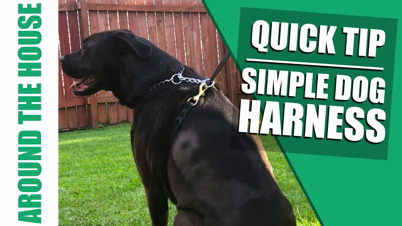 how to turn your dog leash into a DIY dog harness 