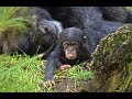 El bebé chimpancé COCO cumple 2 meses en BIOPARC Valencia (#ExperienciasBioparc)