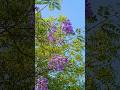 "जब फूल और पेड़ साथ मुस्कुराते हैं 🌸🌳। #Nature #Flowers #Greenery #NatureLovers #NatureBeauty#shorts