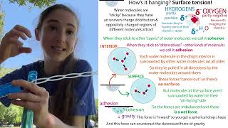 The basic science behind bubbles Wealth