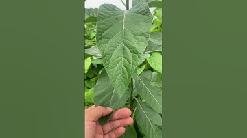 Cây Mật Gấu còn gọi là Cây Đắng#câythuốcquý #caythuoc #covenduongvlogs #câythuốcnamquí