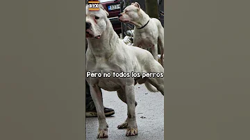 ¿Por qué no se debe mirar a un perro?