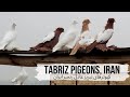 Тебризкие бойные голуби Аделя Ранджбара из г. Тебриз, Иран | Adel Rajnbar Tabriz pigeons