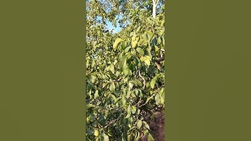 سورة النجم بصوت 😌😢