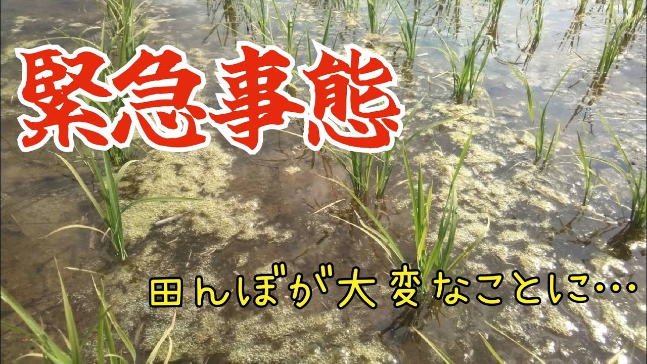 水田の藻はなぜ発生する? : 水稲の藻(アオミドロ)対策事例1 – SGXS