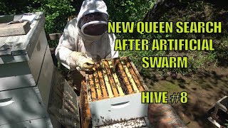 Beekeeping: Hive #8 New Queen Search after Artificial Swarm