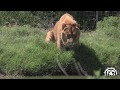 Levi the Liger the Second Largest Cat in the World