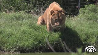 Levi the Liger the Second Largest Cat in the World