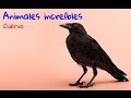 Animales increíbles - Cuervo