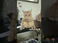LINGAGGU GULI GULI WACA LINGGAGO LINGGAGЁЯШнЁЯШнЁЯУвЁЯУв Funny Meme Cats Youtubeshorts LINGAGGU GULI GULI WACA LINGGAGO LINGGAGЁЯШнЁЯШнЁЯУвЁЯУв Funny Meme Cats Youtubeshorts