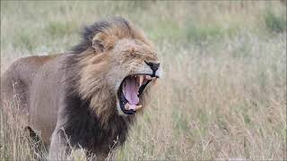 The white Lion Casper and his brothers roaring - H7 Kruger National Park