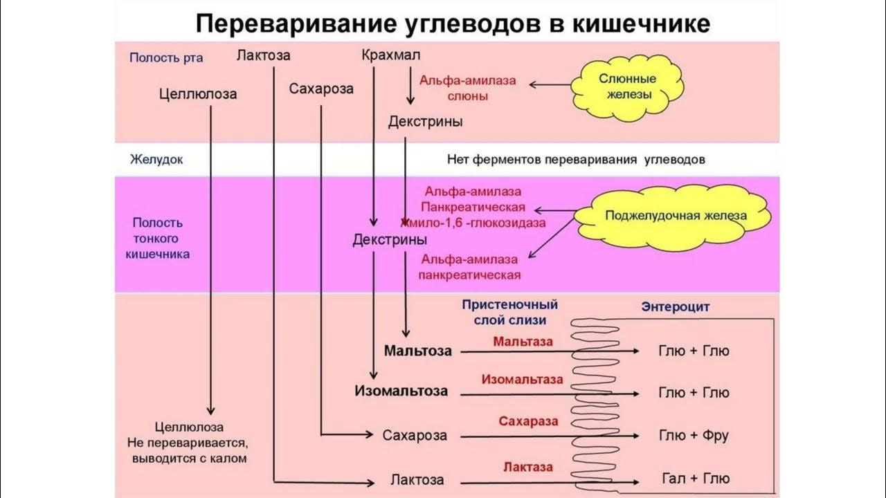 Ферменты участвуют в расщеплении белков. Переваривание углеводов в желудочно-кишечном тракте. Схема переваривания углеводов в ЖКТ. Переваривание углеводов биохимия. Ферменты участвующие в переваривании углеводов.