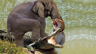 Incredible! Mother Elephant Rushes To Strangle Lion and Crocodile To Save Her Calf - Lion Vs Buffalo