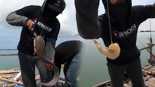Umpan jitu Mancing Ikan Sembilang di Bagan