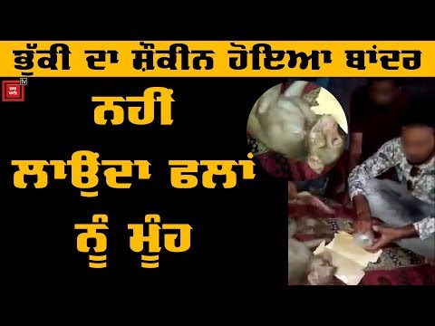 Punjab ਦੇ ਨਸ਼ੇੜੀ ਬਾਂਦਰ ਦੀ Video viral