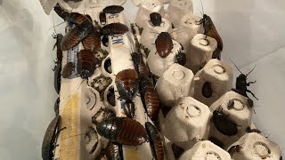 How To Breed Madagascar Hissing Roaches Diy Hissing Roach Colony Diy Reptiles
