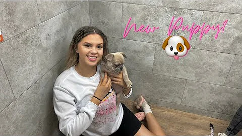 VLOGMAS DAY 6 | FINDING A NEW PUPPY!!