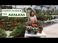Pradoplant  como cuidar tus azaleas  riego ubicacin abono 