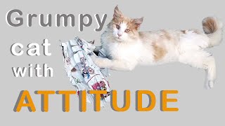 Iggy Maine Coon, cat with attitude problems. Grumpy cat! by Maine Coon Iggy 207 views 3 years ago 1 minute, 42 seconds