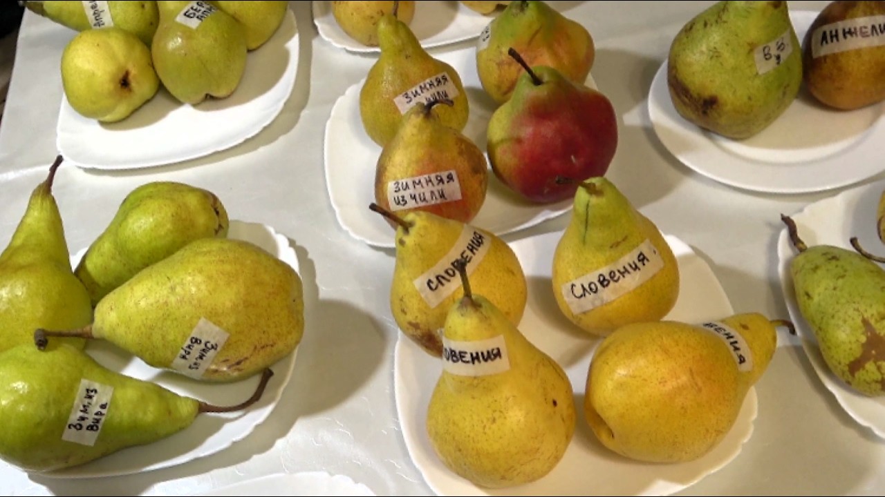 Груши на 14.01. СЛОВЕНИЯ, БЕРЕ АПРЕЛЬСКАЯ, АМФОРА, ОЛИВЬЕ ДЕ СЕРР, ВИКТОРИЯ ЗИМНЯЯ-3, ДЕВЕЧИ..
