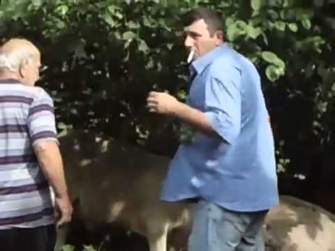 კახეთში ძროხას ქვევრში თავი გაეკვეხა  kaxeTSi Zroxas qvevrSi Tavi gaekvexa