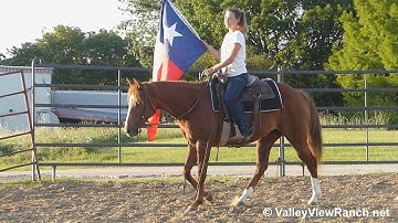 Hickorita - carrying the flag! - ValleyViewRanch.net