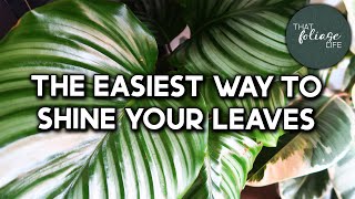 How To Make Your Plant Leaves Shiny screenshot 5