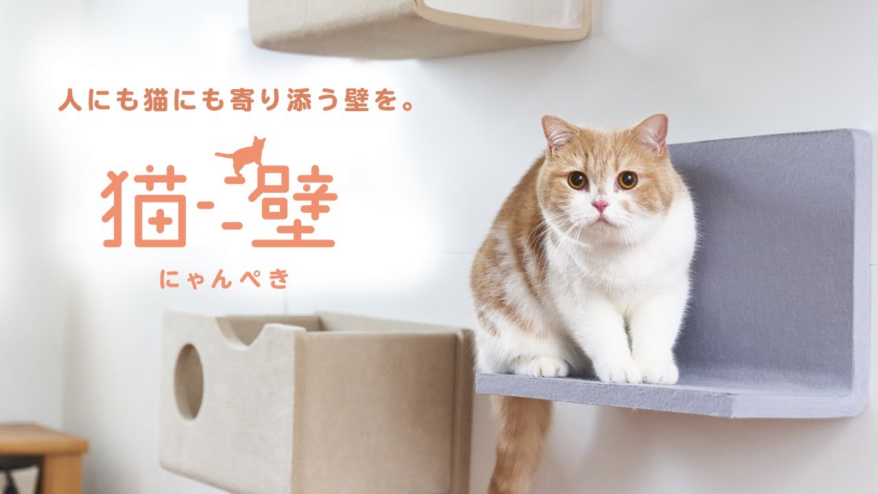 性格や年齢に合わせアレンジ自由 Lixilのキャットウォール 猫壁 にゃんぺき が応援購入サービス Makuake でプロジェクト実施中 Sponsored フェリシモ猫部