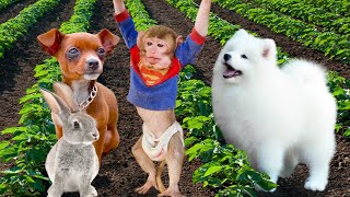 Baby Monkey Bi Bon in HOT Farm and Duckling So cute and playing with the puppy in the garden
