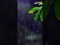 Forest Rain 🌧️ Relaxing Nature Sounds for Stress Relief 🌲 #relaxing #relaxingmusic #relax