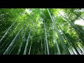 【癒し・自然音・528Hz】竹林の雨音にソルフェジオ周波数を織り交ぜて自然音のα波と回復の周波数で癒し音楽…睡眠、リラックスに